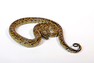 African rock python // Nördlicher Felsenpython (Python sebae)