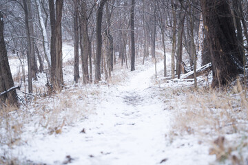 Snowy path leading through the forest