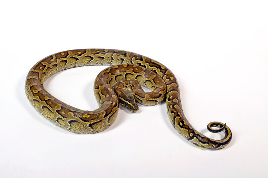 African rock python // N&ouml;rdlicher Felsenpython (Python sebae)