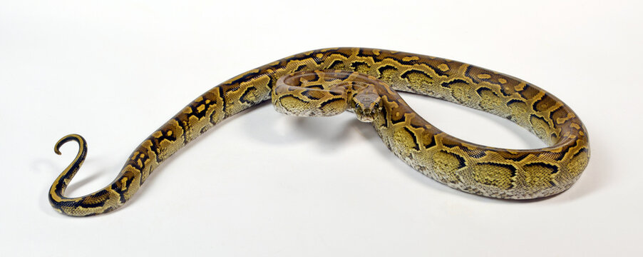 N&ouml;rdlicher Felsenpython // African rock python (Python sebae)