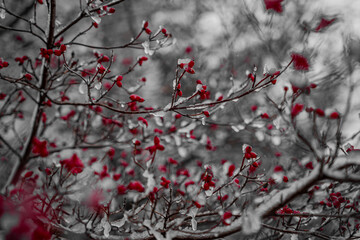 Red berries on a snowy tree