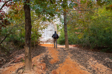 Fototapeta premium walking in the forest