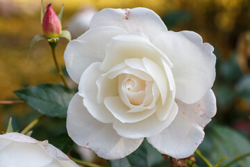 White rose all over the picture