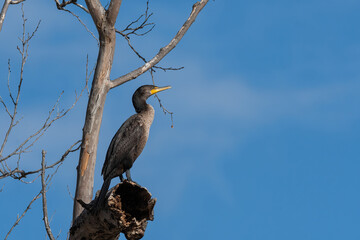 Double-crested Cormorant perched overhead on a dead branch