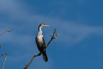 Double-crested Cormorant looking off to the side from its perch