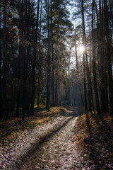 Autumn forest road with sunlight