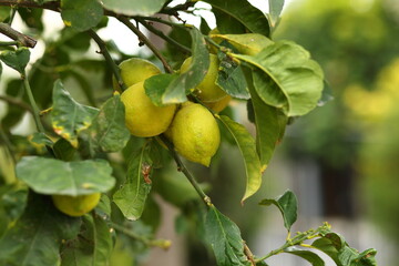 Lemons on tree