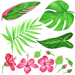 Set of bright watercolor tropical leaves. Jungle botanical watercolor illustrations, floral elements. Collection of monstera leaves,hibiscus flowers, palms isolated on a white background