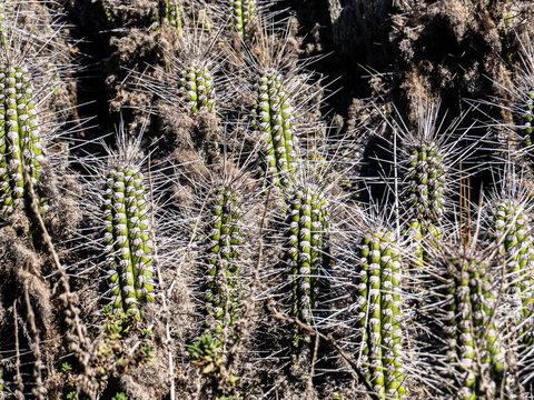 Relaciones simbioticas, Cactus Copao con l&iacute;quenes.