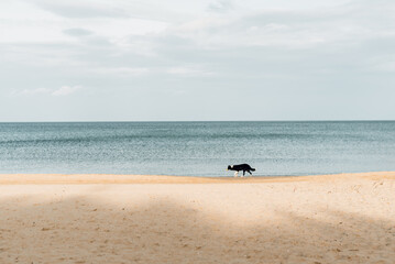 The dog runs along the seashore. Pet on a walk. Wander in search of happiness.