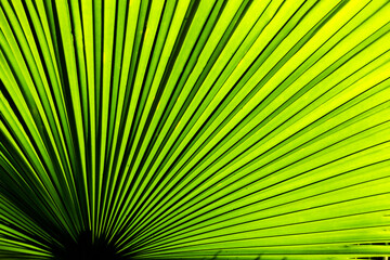 Obraz premium Full frame Licuala Grandis Ruffled Fan Palm with fluorescent green palms from natural sunlight that presents like a hand fan.