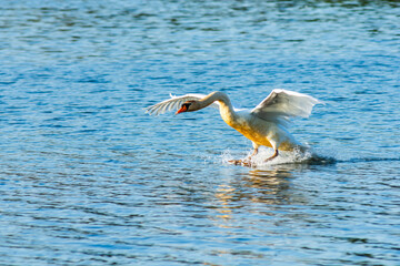 A mute swan, Cygnus olor, glides to a landing on Worster Lake in Potato Creek State Park, near...