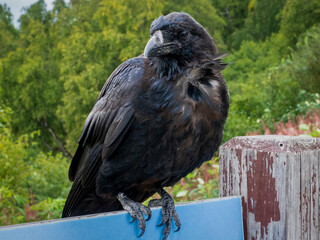 Portrait of a raven that shows the details of its black and blue feathers
