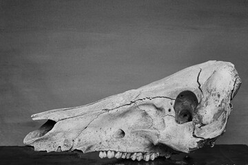 skull of the dead black and white