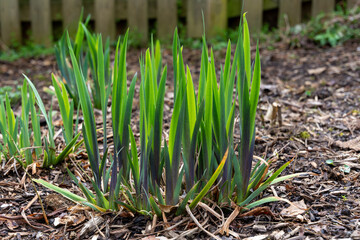 A stand of iris stems in the early spring in the midst of a wood-chipped yard.