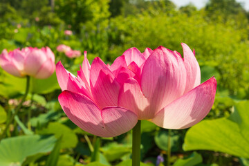 A deep pink sacred or Indian lotus (Nelumbo nucifera) in full bloom on a summer afternoon in Kenilworth Aquatic Gardens in Washington DC.