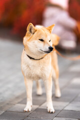 young shiba-inu on a walk. red background