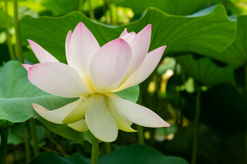 A sacred lotus (Nelumbo nucifera) blossom on a summer afternoon.