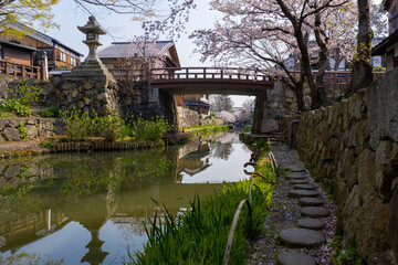 Omihachiman Moat, Spring Sakura Blooming over Stone Walls, Shiga, Japan