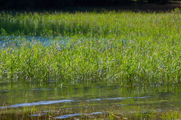 Fresh green reed growing at a lakeshore in the bavarian alps