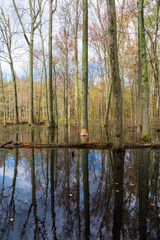 Bark at the base of a tree has been knawed off by a beaver. The forest is reflected in a pond created by the beaver dam.