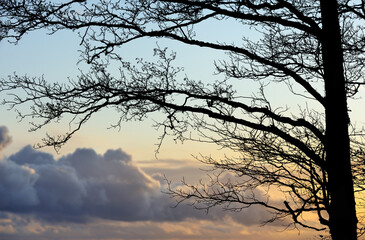 Alder tree branches against sunset clouds