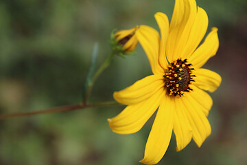 yellow flower on a green background