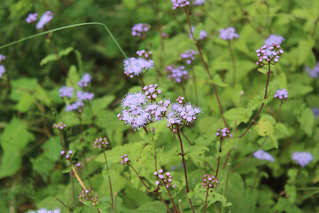 purple flowers in the field