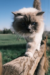 Naklejka na ściany i meble cat on a fence
