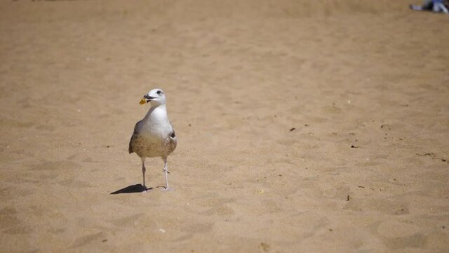 Seagull drops food on sandy beach in slow motion