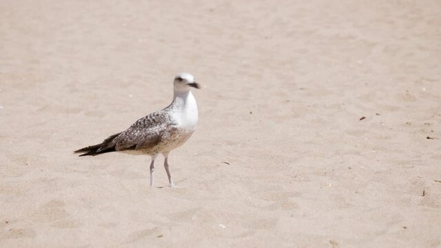 Seagull on a sandy beach