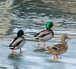 mallard duck on a lake