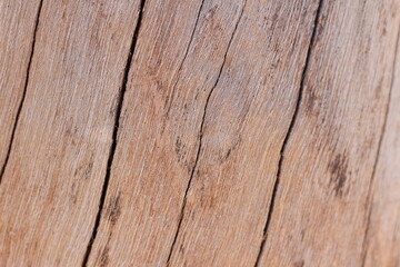 Texture of wood use as design background.