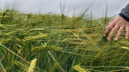 A field of barley on a cloudy and rainy day. With a farmer who runs with his hand through the...
