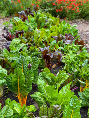 red and green plants