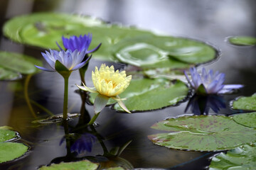 colorful lotus flowers in the pond
