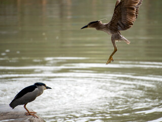 Heron birds flying to feed on the river