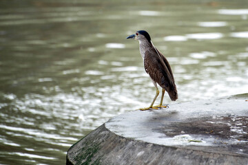 Fototapeta premium Heron birds that feed on the river