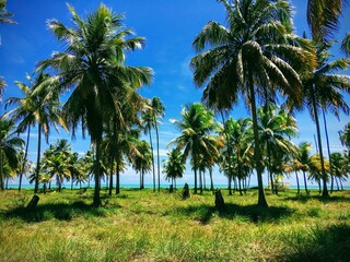 Alagoas