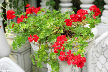 Beautiful blooming flowers in park