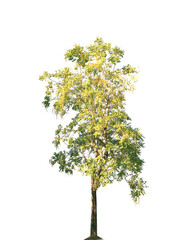 tree isolated on white background