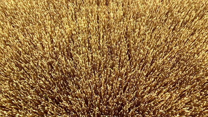 Flying over field of yellow ripe wheat close-up. Natural background.