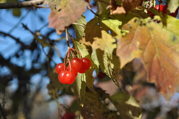 red berries in autumn