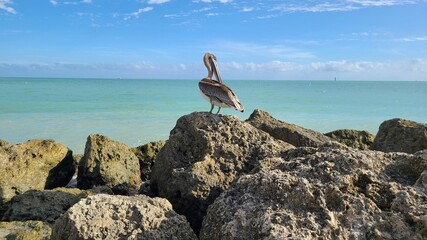 Fototapeta na wymiar Pelican on beach
