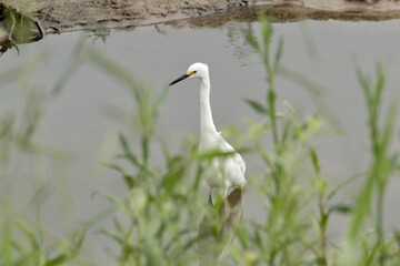 Little egret in the urban environment