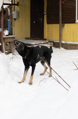A black dog in the snow plays with a stick, bared his white teeth