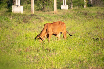 Cow in farm. Country cow.