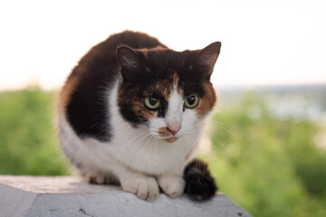 cat on the grass