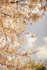Airliner approaching to OSAKA ITAMI airport with cherry blossom in full bloom