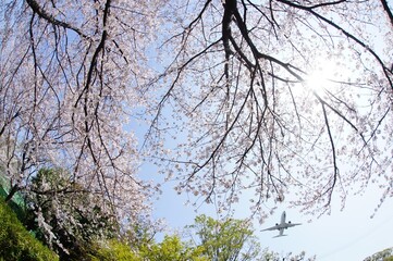 Airliner approaching to OSAKA ITAMI airport with cherry blossom in full bloom